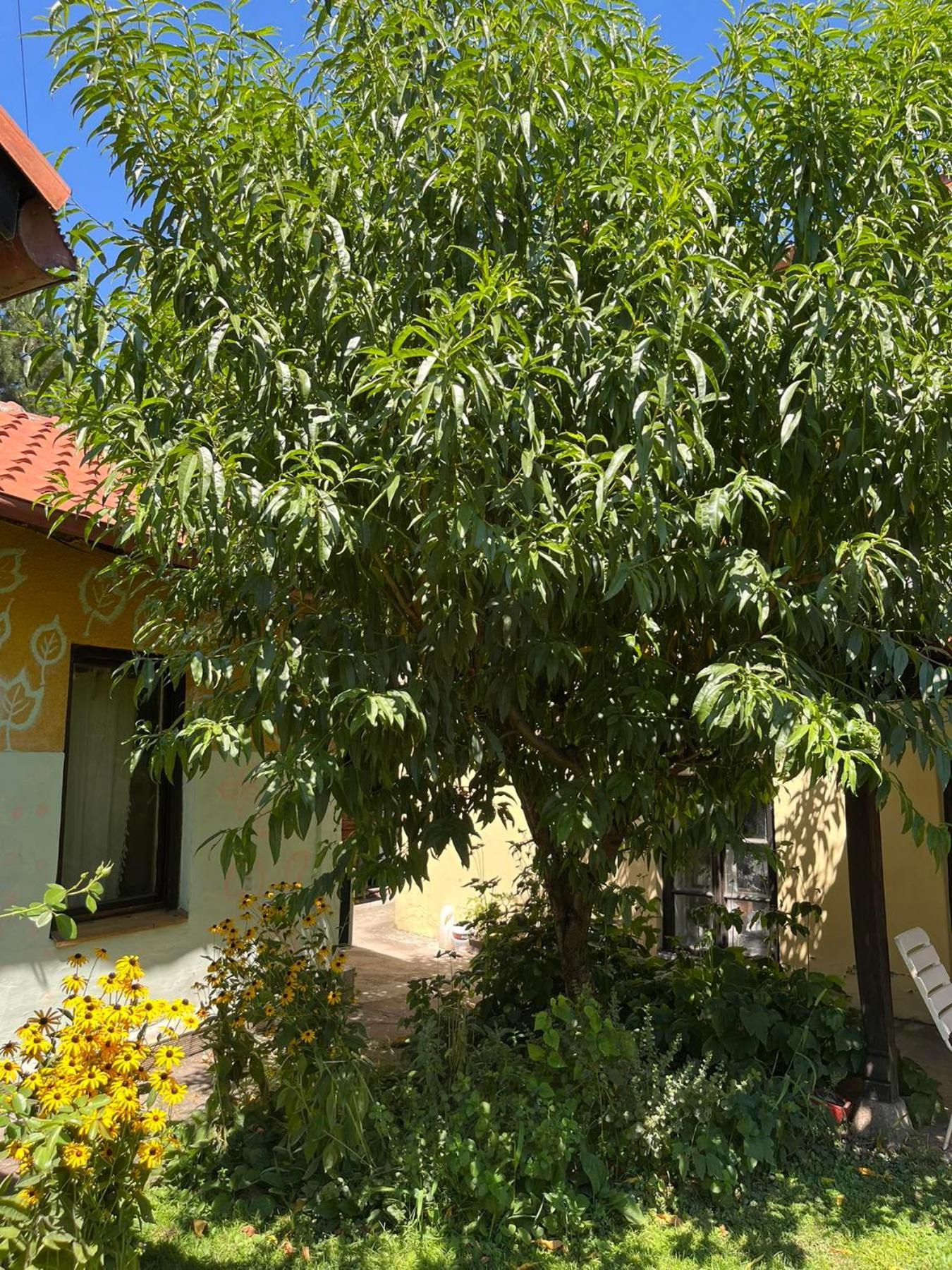 Garickina Kuca Apartment Pirot Exterior foto